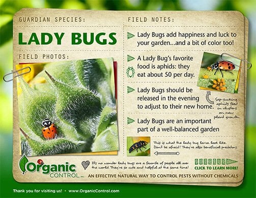 lady bugs for indoor plants LADY BUGS