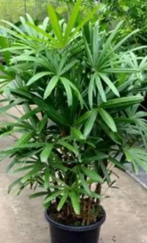 Lady Palm (Rhapis excelsa)