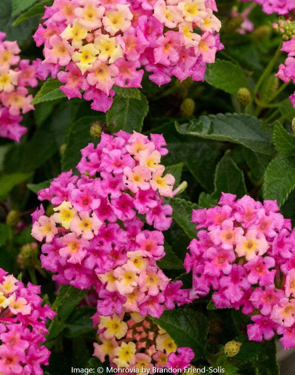Lantana Fiesta™