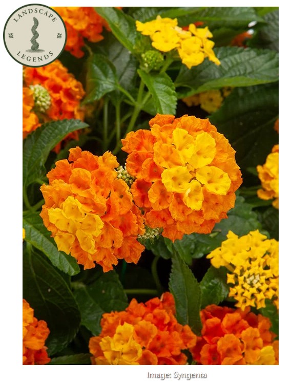 Lantana Fiesta™