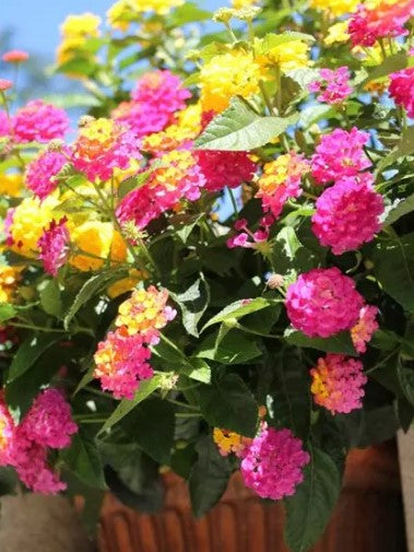 Lantana AP