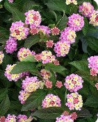 Lantana Landmark Rose Glow