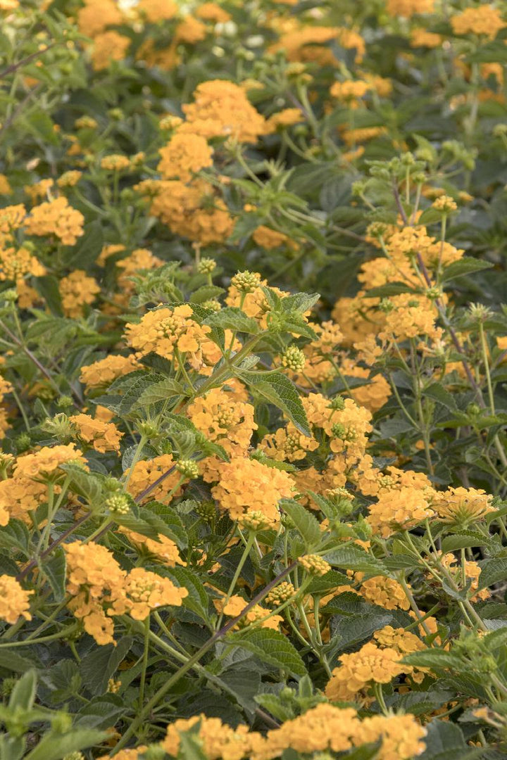 Lantana