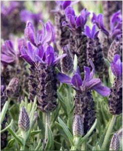 spanish lavender anouk tree Spanish Lavender ('Anouk')