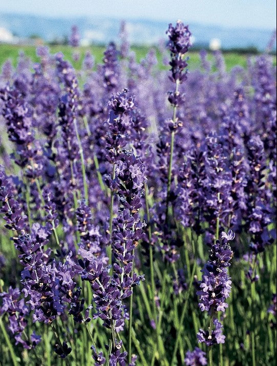 6" Grand Prairie Lavender vars - 6's