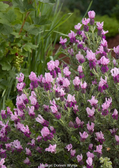Javelin Forte™ Spanish Lavender