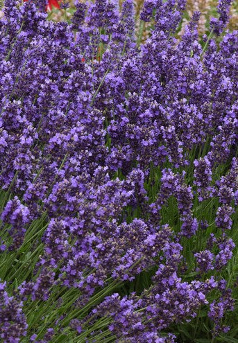 6" Grand Prairie Lavender vars - 6's