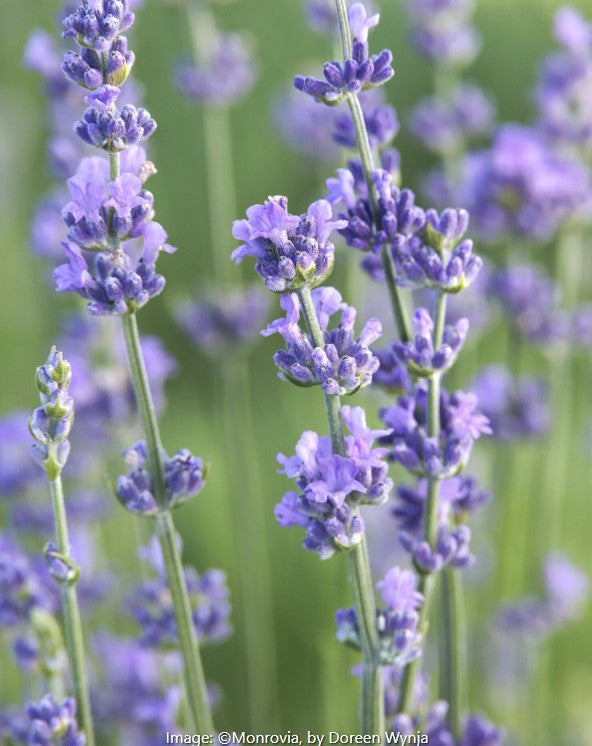 Munstead Lavender