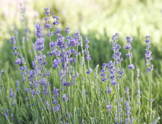 Munstead Lavender