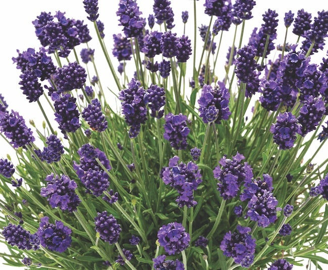 Lavender La Diva