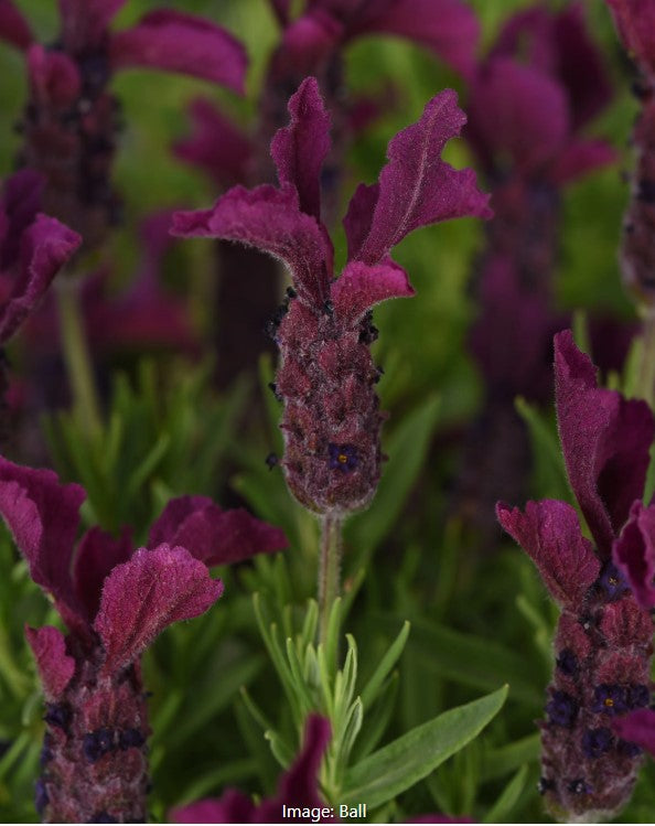 anouk lavender tree care Spanish Lavender ('Anouk')