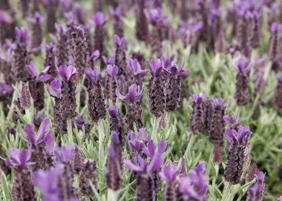Spanish Lavender (‘Anouk’)