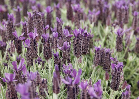 purple flare lavender plant Spanish Lavender ('Anouk')