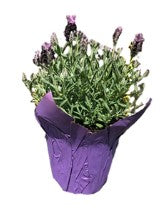 LAVENDER ASSORTMENT