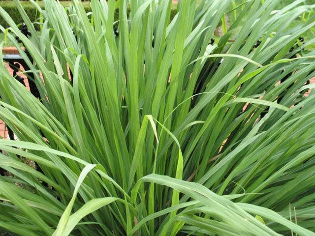 4" Chef Jeff's Herbs Lemon Grass