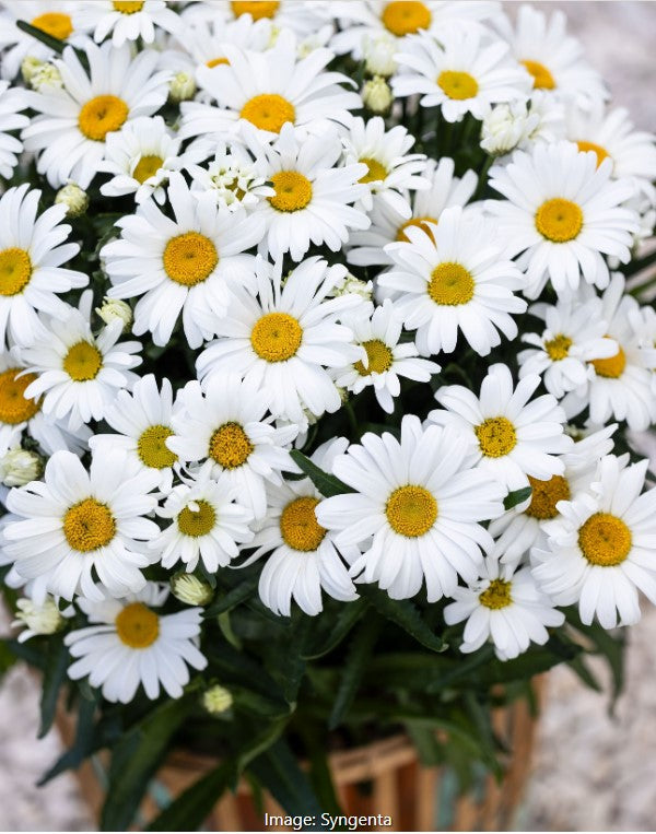 Western Star™ Shasta Daisy