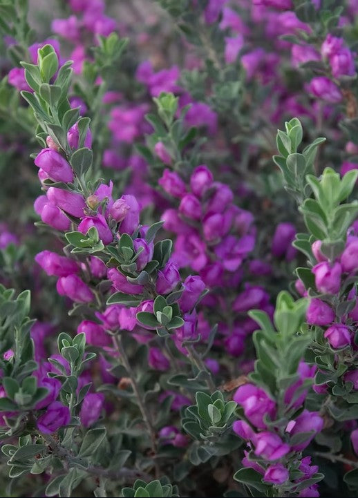 Texas Compact Sage