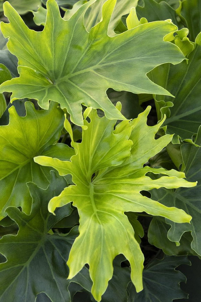 philodendron lickety split botanical name Lickity Split Philodendron