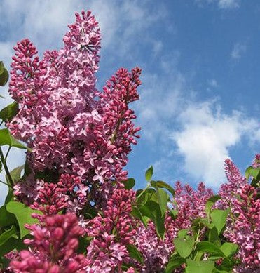 Lilac Syringa