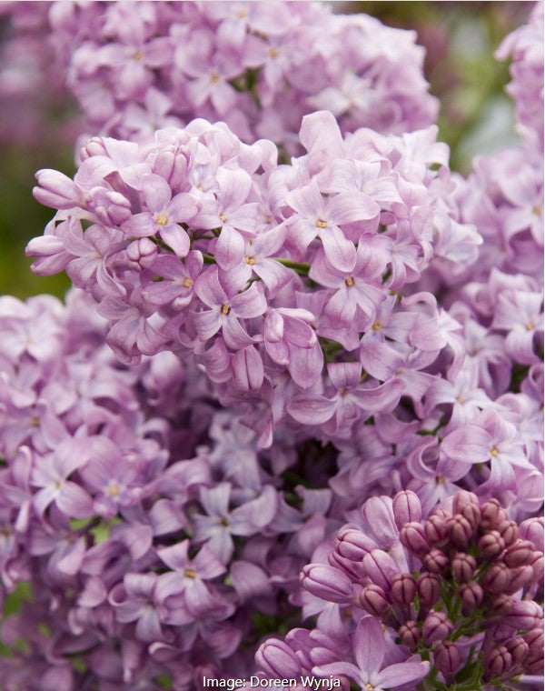 Lilac Syringa
