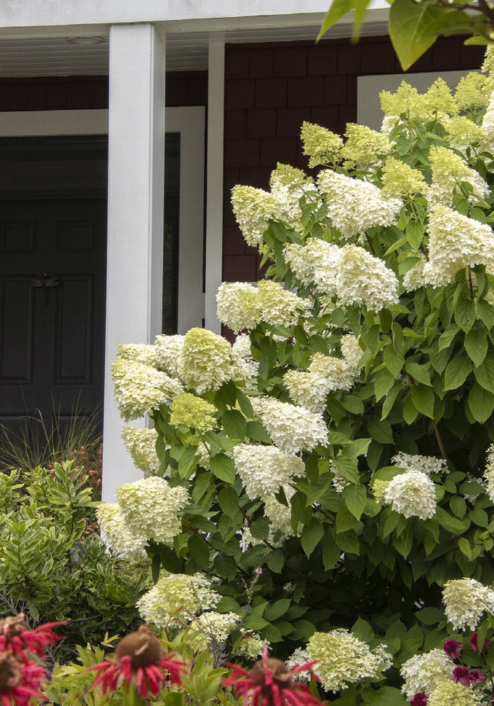 Limelight Hardy Hydrangea