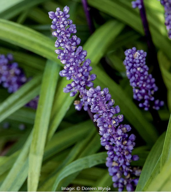BIG BLUE LILYTURF