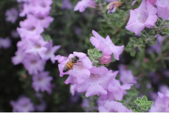 'Little Lynn' Texas Sage