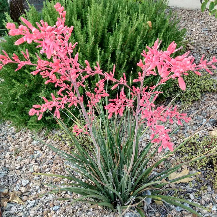 Little Giant Hesperaloe