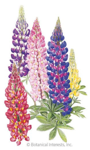 Russell Blend Lupine Seeds