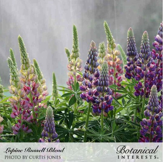Russell Blend Lupine Seeds