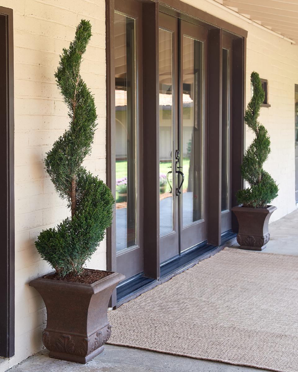 Little Red Nursery Mint Julep Juniper