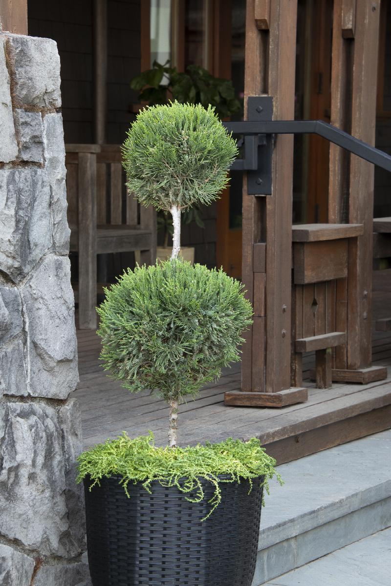 Little Red Nursery Mint Julep Juniper - Thumbnail 3
