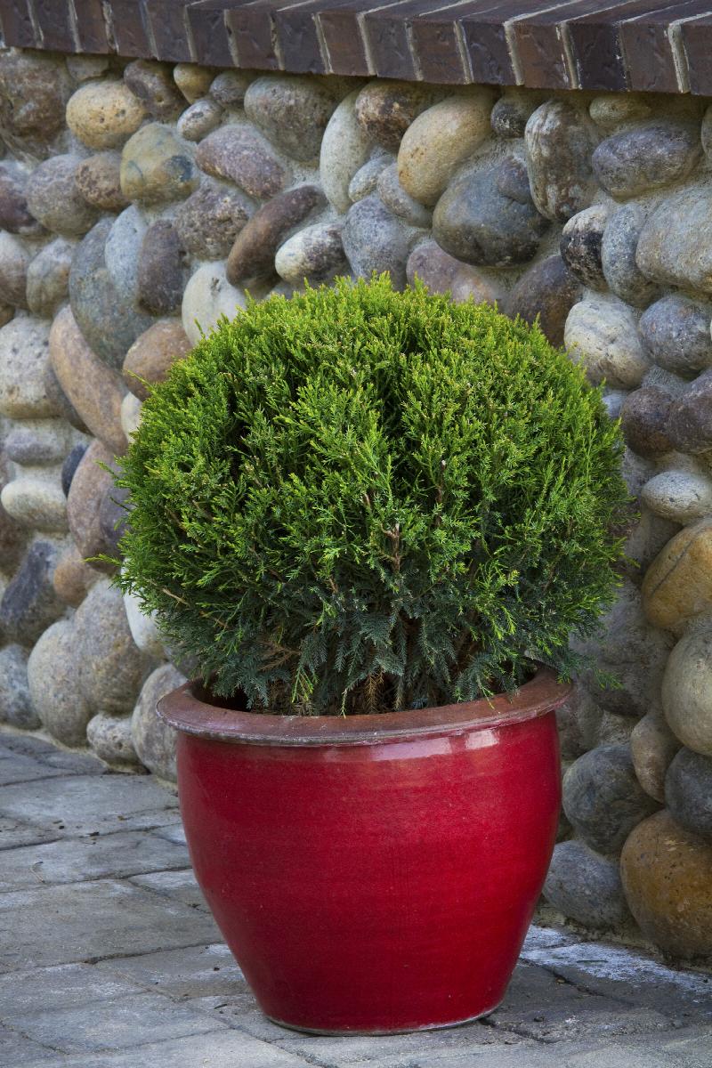 Little Red Nursery Mint Julep Juniper - Thumbnail 2