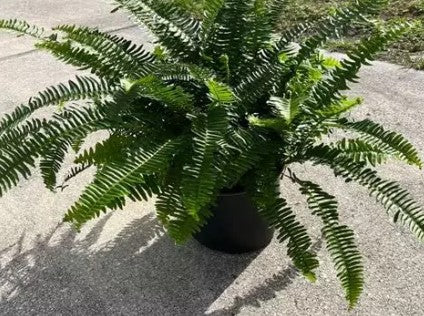 Fern Fluffy Ruffle