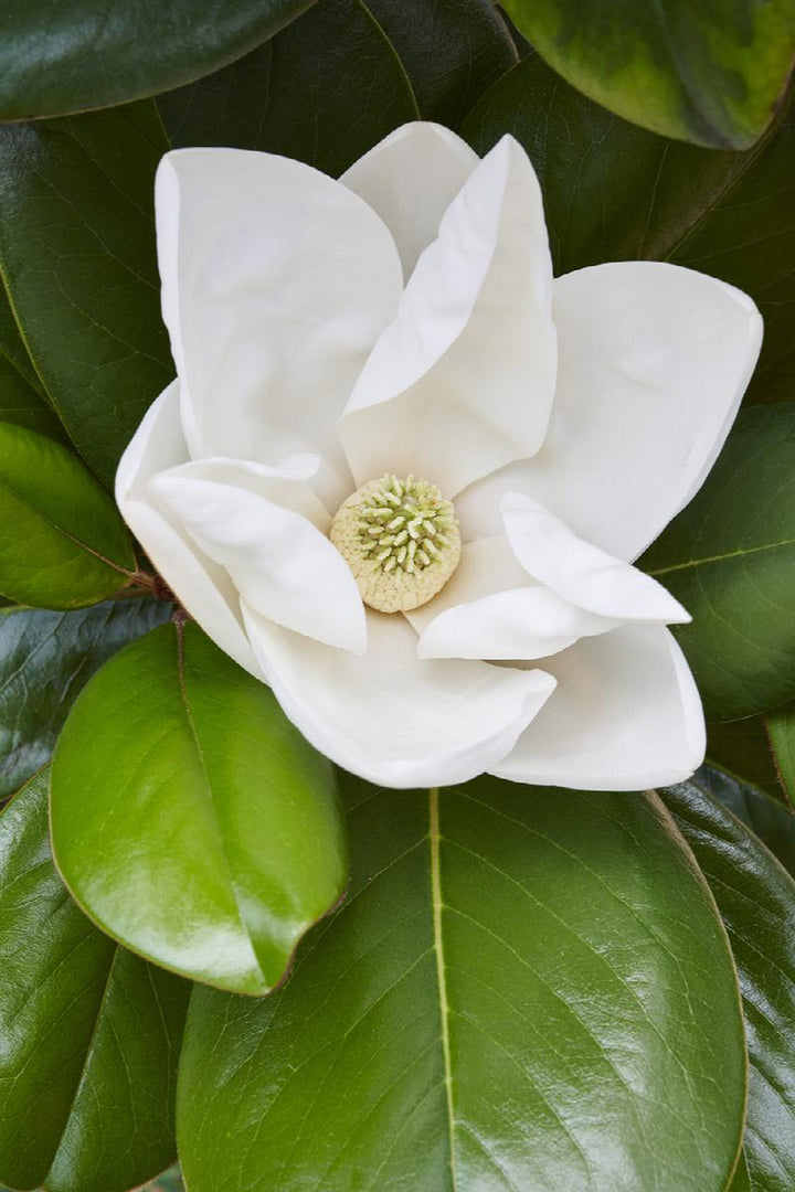 Teddy Bear® Southern Magnolia
