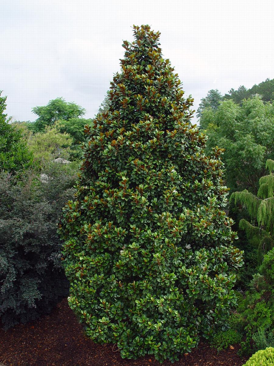 Teddy Bear® Southern Magnolia