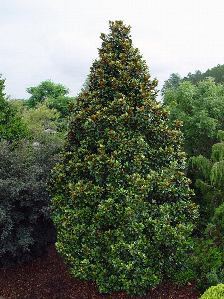 Teddy Bear® Southern Magnolia