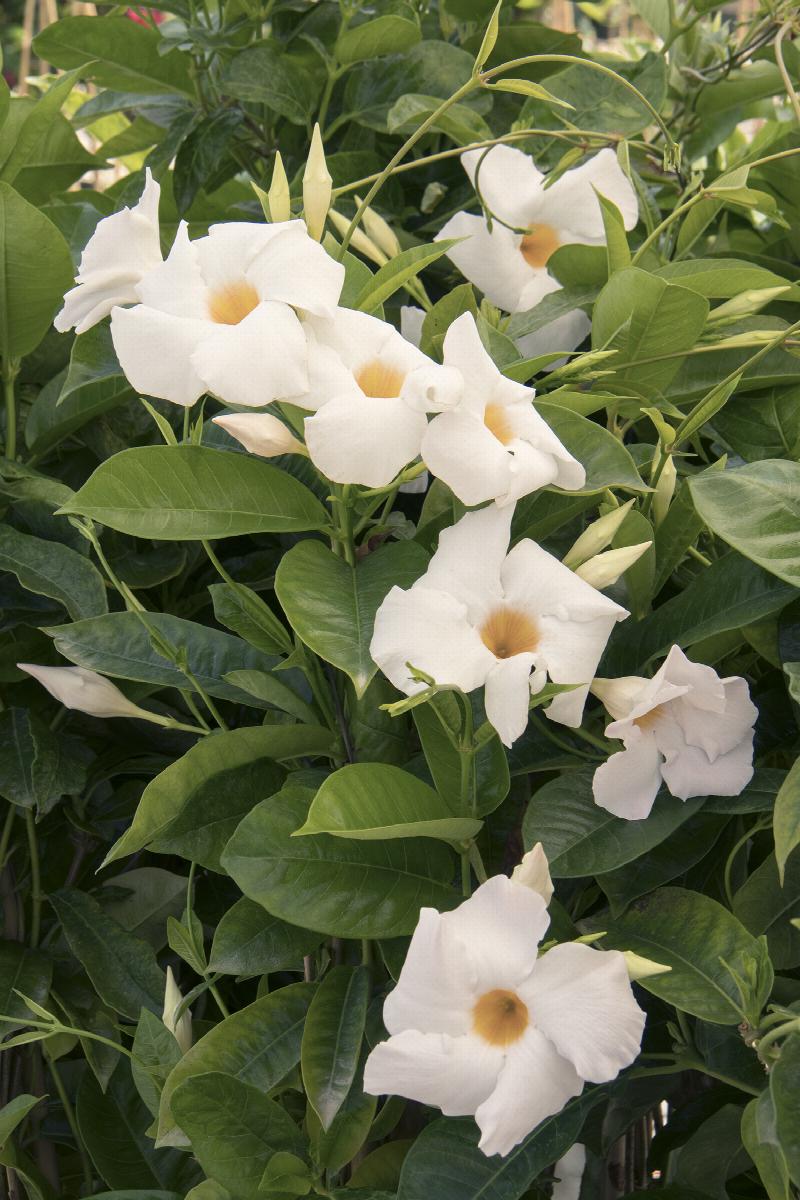 Sun Parasol® Giant White Mandevilla