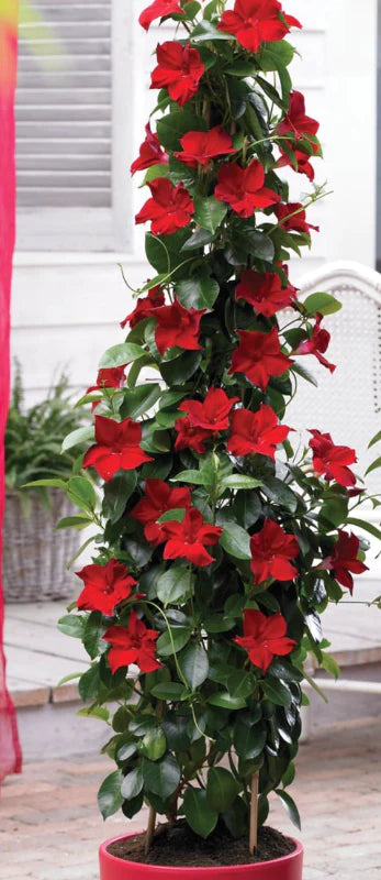 MANDEVILLA TRELLIS RED GIANT