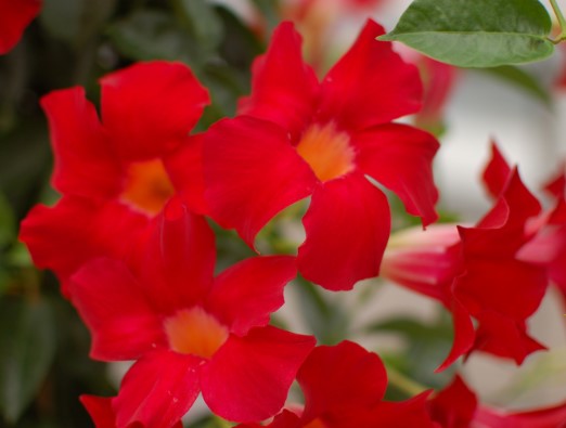 Sundenia® Red Improved Mandevilla