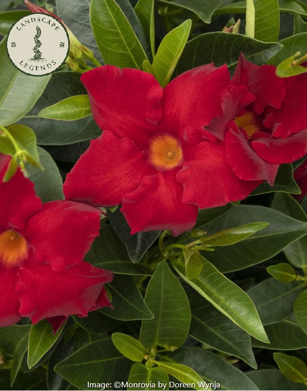 Sunvilla™  Mandevilla