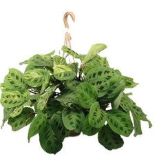 Maranta Green
