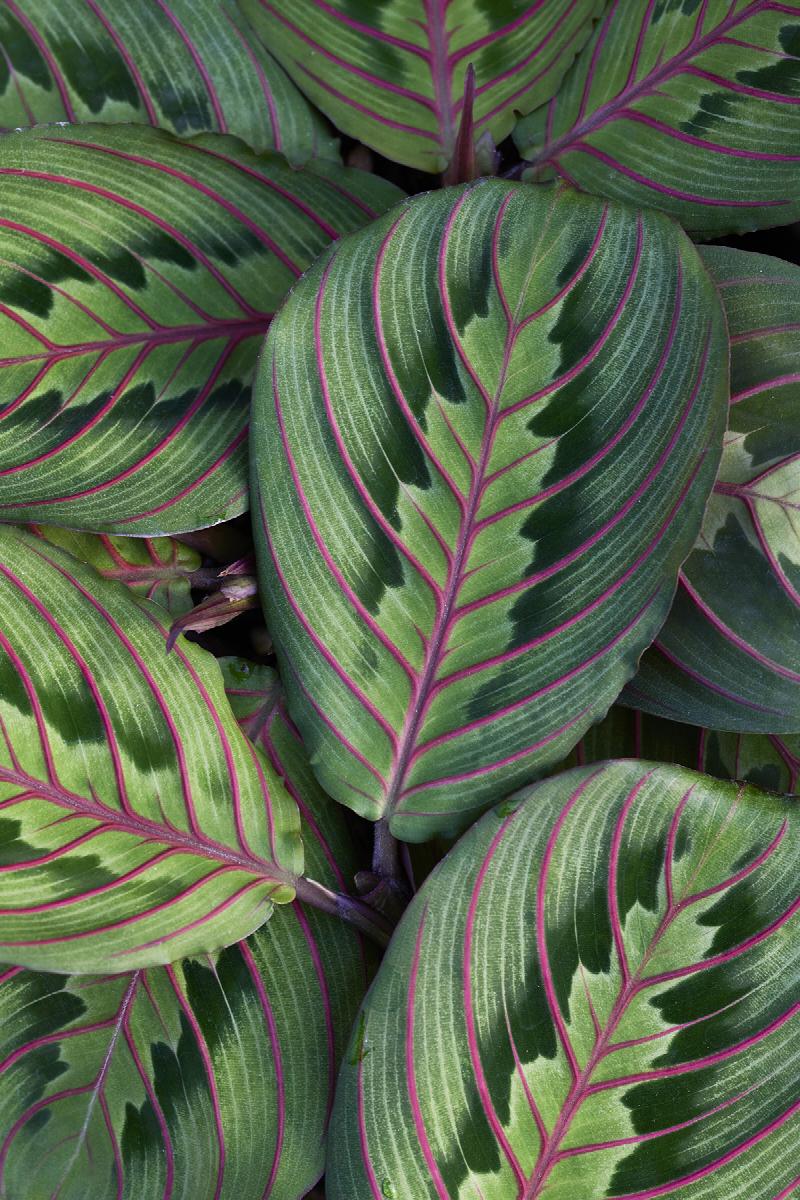 Red Veined Maranta