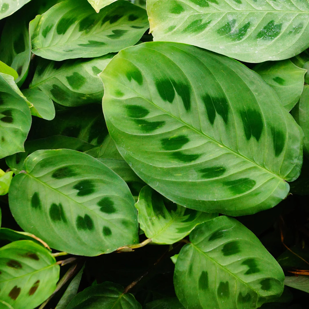 Maranta Green