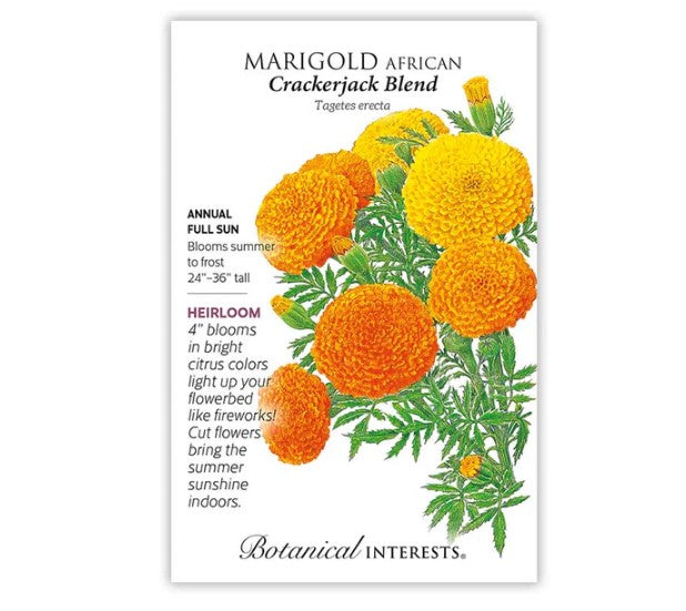 Crackerjack African Marigold Seeds