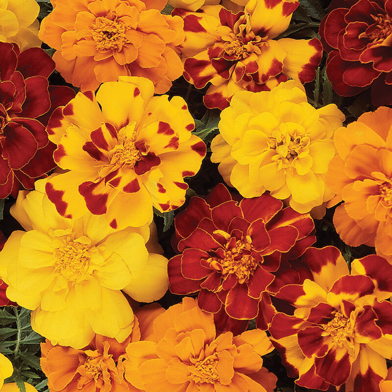 Marigold Durango Mix