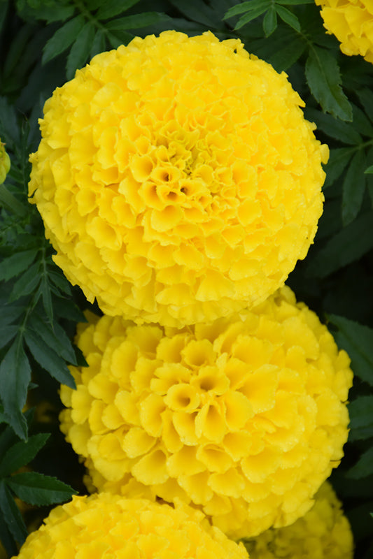 Marigold Royal Yellow