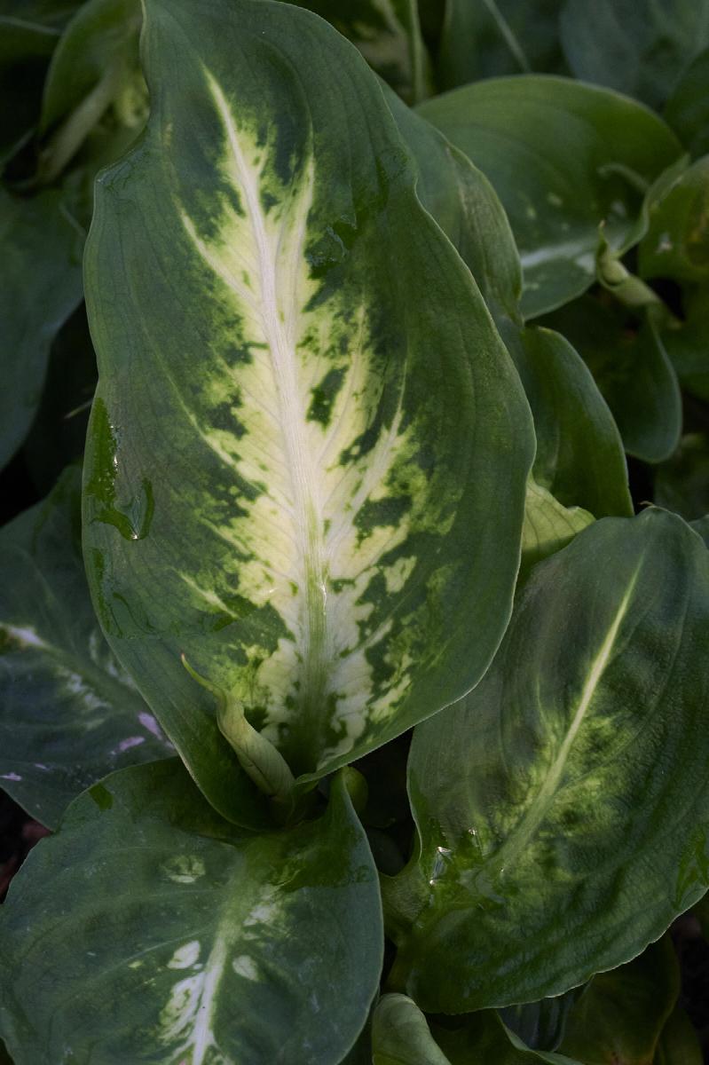 Mars Dieffenbachia