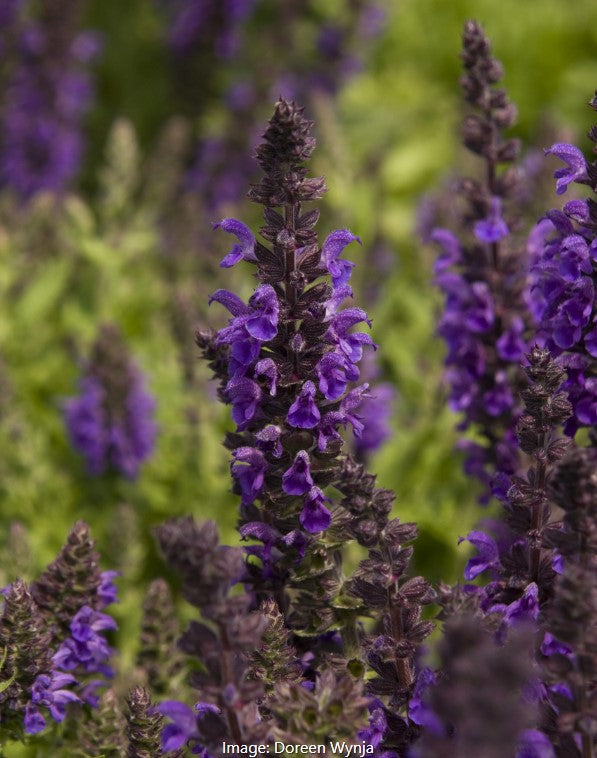 Meadow Sage