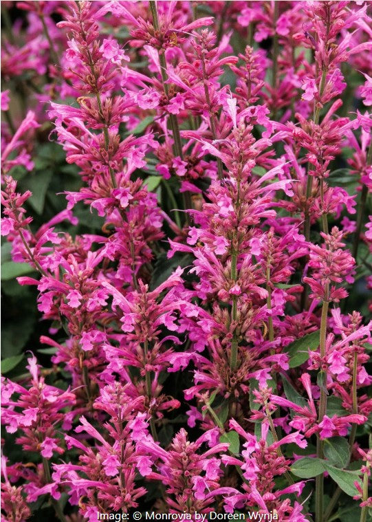 Summerlong™ Lilac Agastache